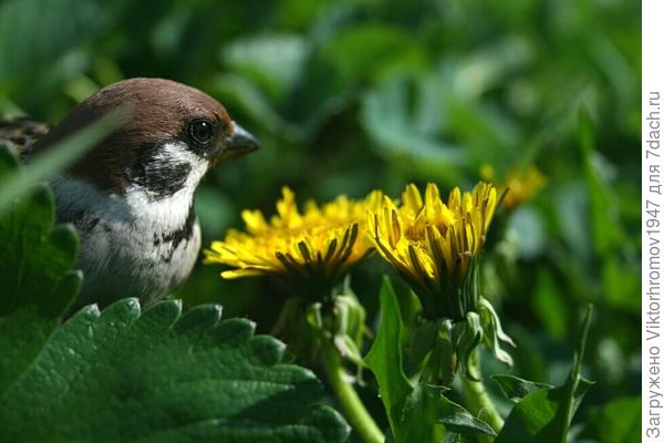 ОДУВАНЧИКИ ФОТОГРАФИРУЕТ.