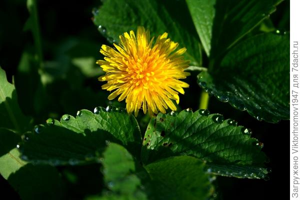 ВСЕМ ХОРОША!