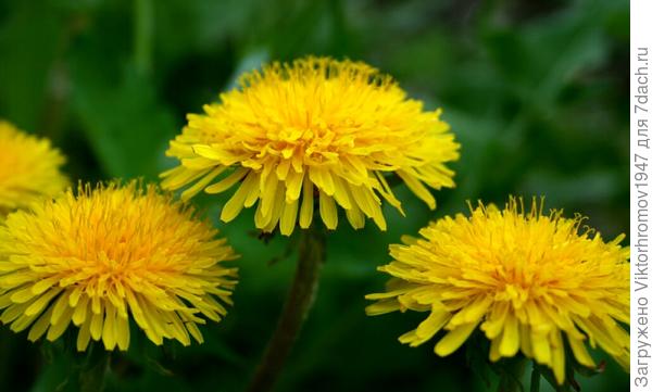 ТРИ БОГАТЫРЯ