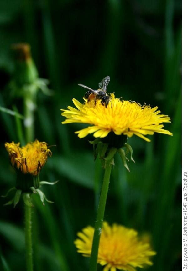 ДЛЯ СЧАСТЬЯ НАДО...