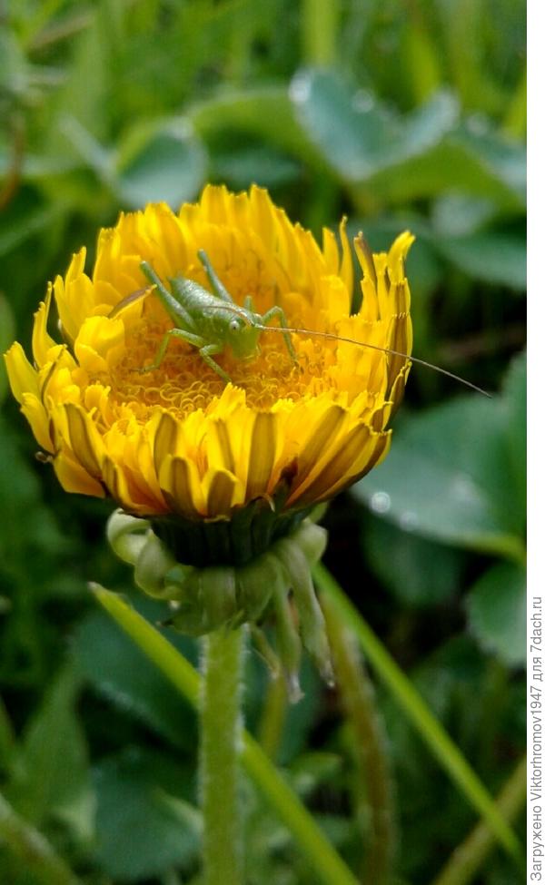 КОЛЫБЕЛЬКА