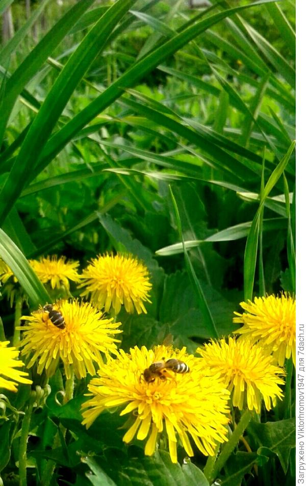 ОДУВАНЧИКОВ