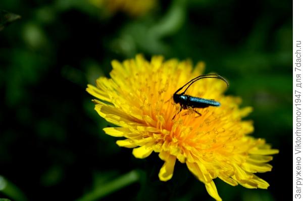 КРАСОТОЙ ОДУВАНЧИКА