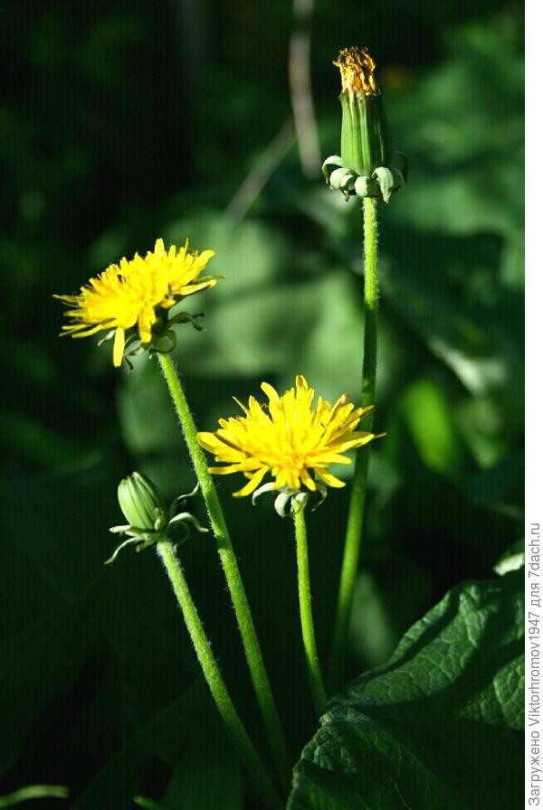 В ОЖИДАНИИ СОЛНЫШКА