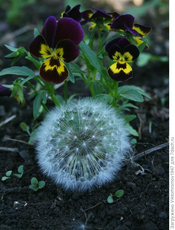 А ПОЧЕМУ ОН КРУГГЛЫЙ