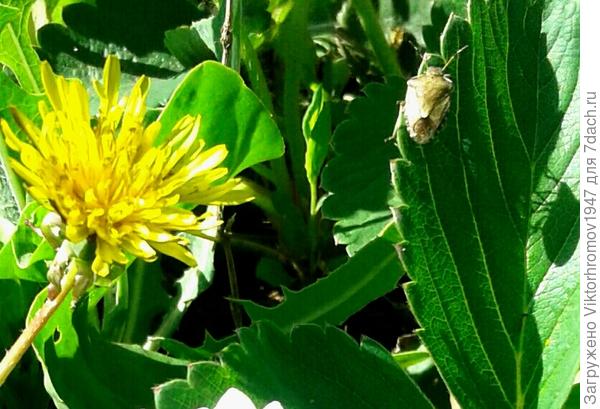 "ТЕНИ ИСЧЕЗАЮТ В ПОЛНОЧЬ..."