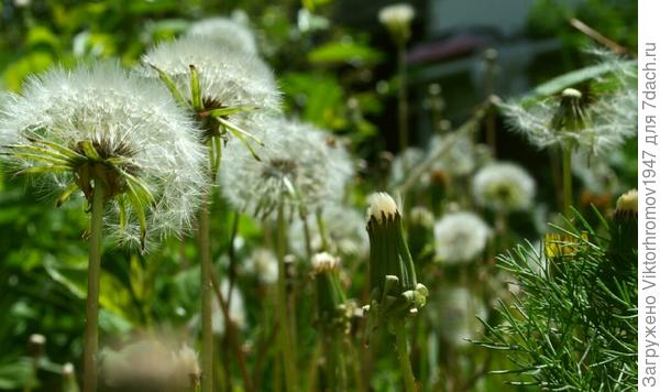 СКОРО  ЛЕТО