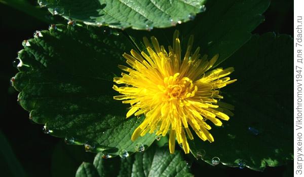 БРИЛЬЯНТОВОЕ  КОЛЬЕ