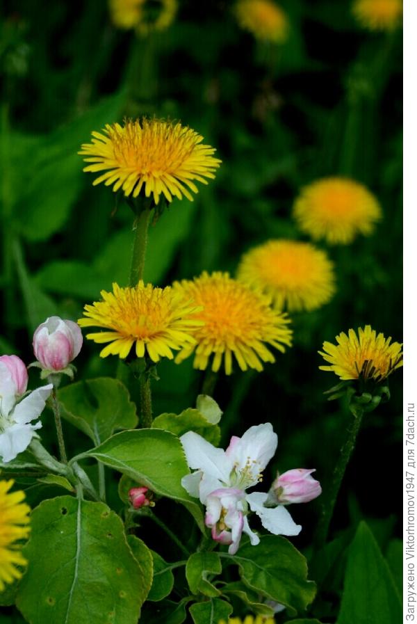 ВСЁ ЦВЕТЁТ.