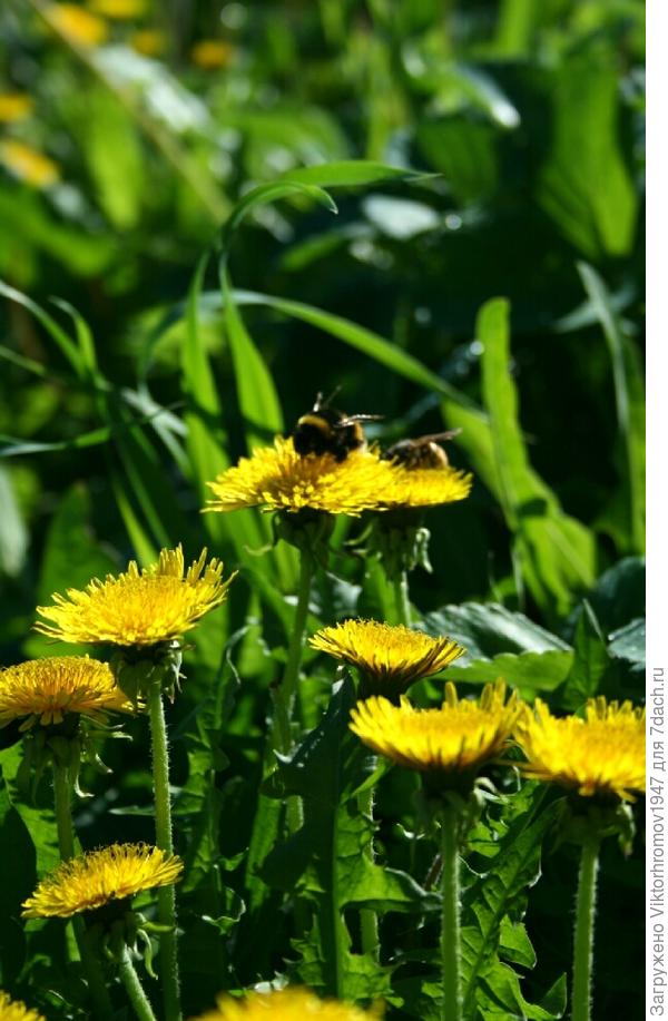 ШМЕЛЬ  и  ОСА