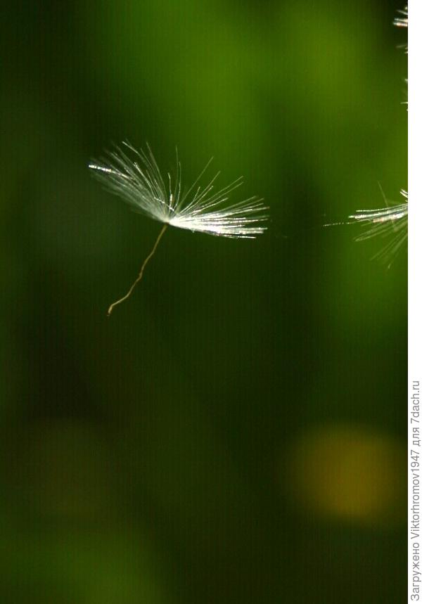 Я СВООБООДЕЕН...