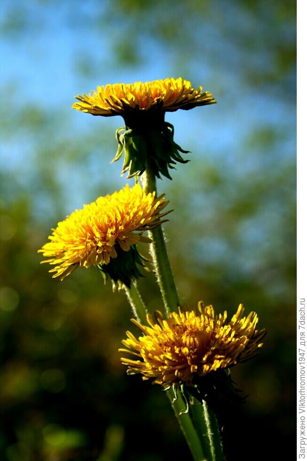 ЧТО ДЕНЬ ГРЯДУЩИЙ НАМ ГОТОВИТ...