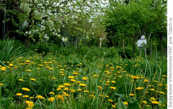ВЕСЕННИЙ УГОЛОК ДАЧИ
