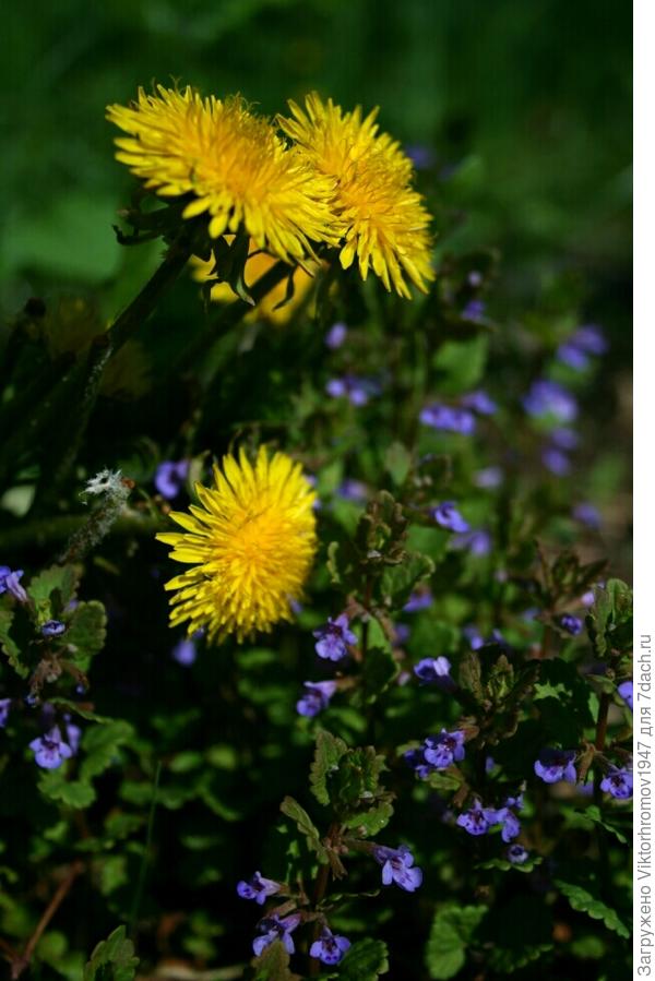 Подружился и с Будрой (Собачья мята)