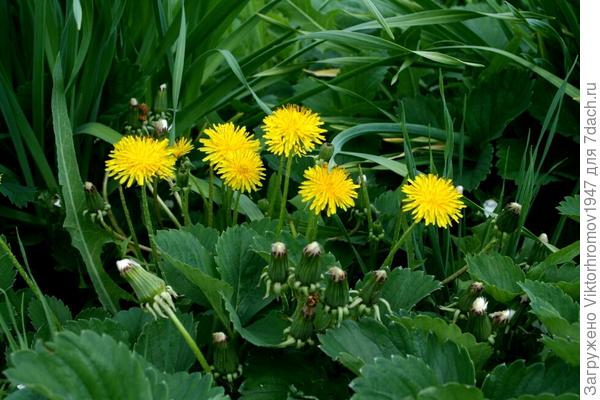 ВЕСЁЛАЯ СЕМЕЙКА