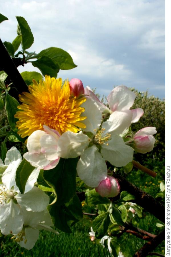 украшает ЯБЛОНЕВЫЙ