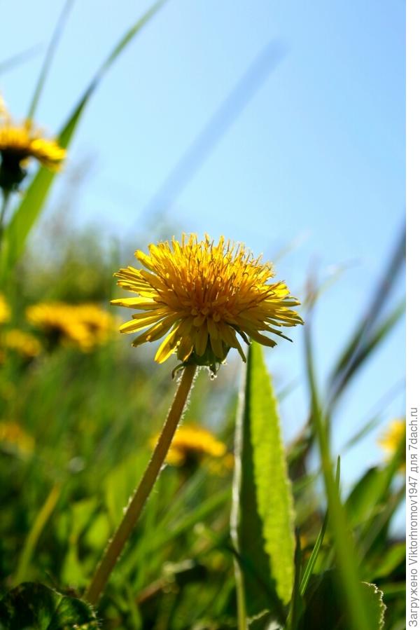 но ДЕВОЧКА!