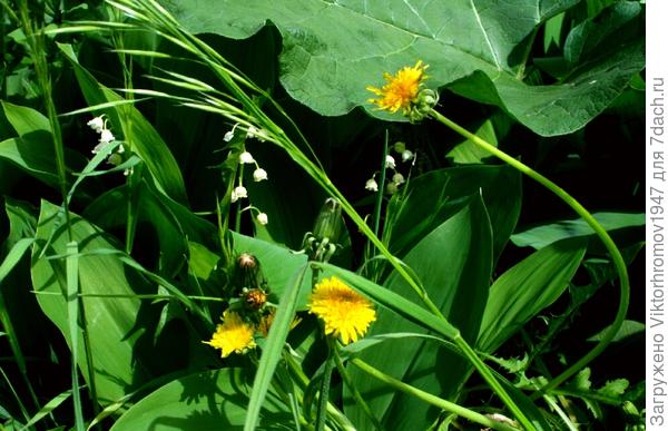 первые ЛАНДЫШИ...