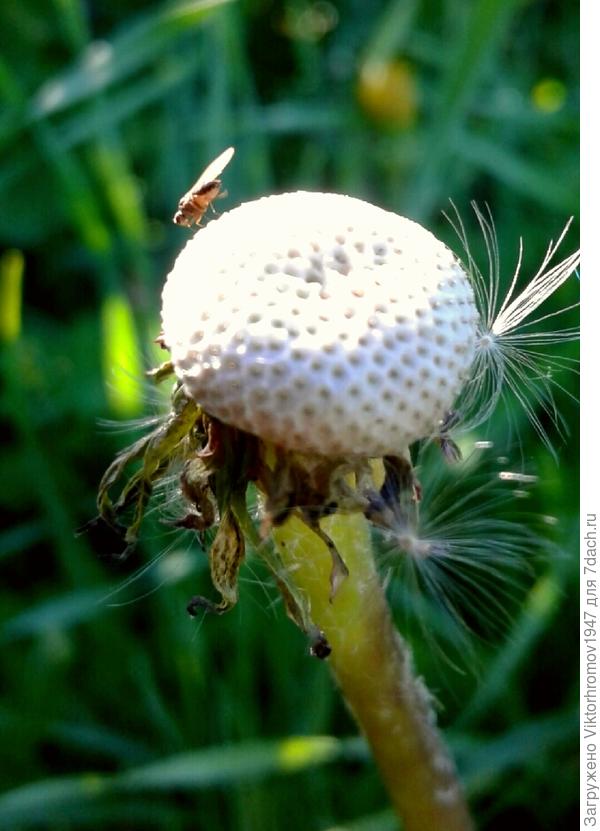 ОЙ!...ЩЕКОТНО...