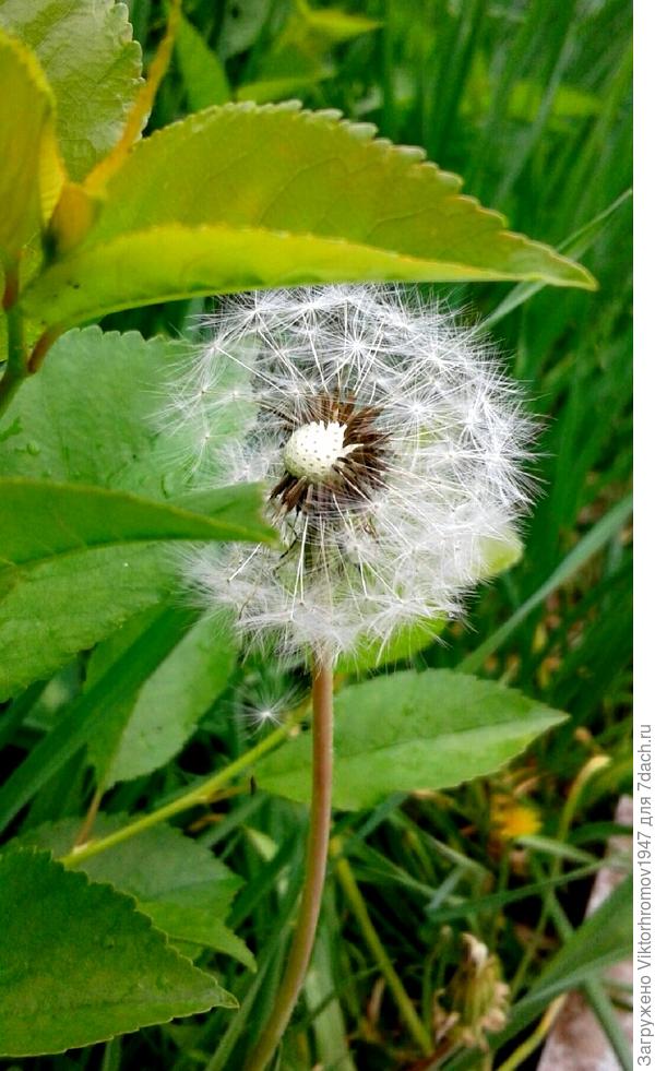 спрятался под листик вишни.