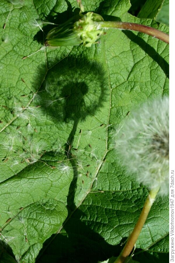 у ОДУВАНЧИКА