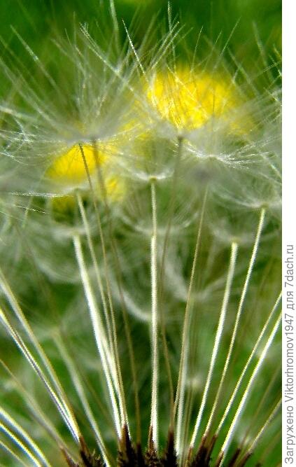 В ЛЮБВИ И ДРУЖБЕ