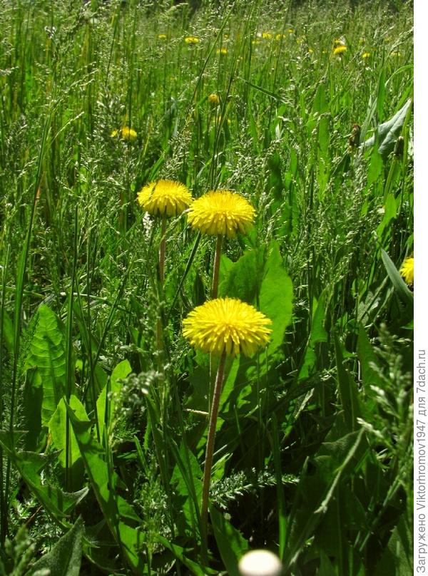 Перед сенокосом...