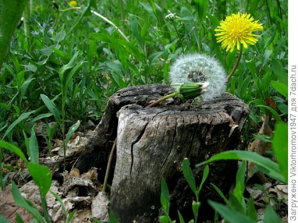 ТОЖЕ ЕСТЬ ИЗБУШКИ...