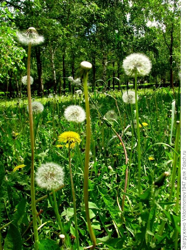 НА СОЛНЕЧНОЙ ПОЛЯНОЧКЕ...