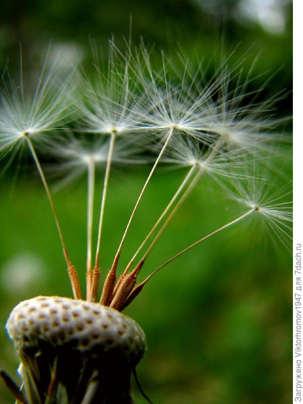 наши СЕМИДАЧНИКИ в Мае...