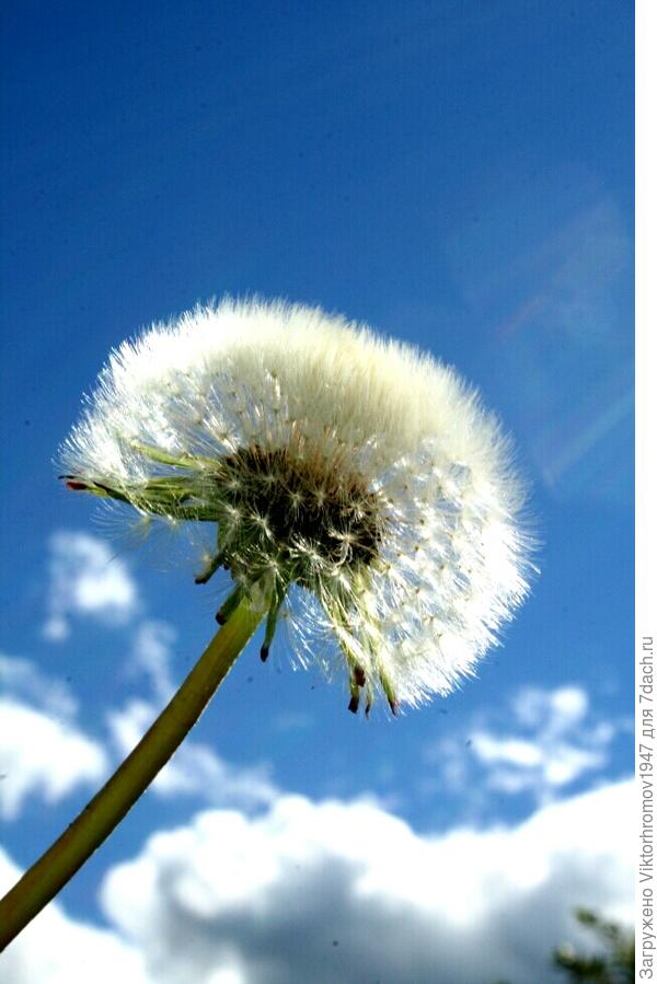 ЛЕТО  НАСТОЯЩЕЕ...