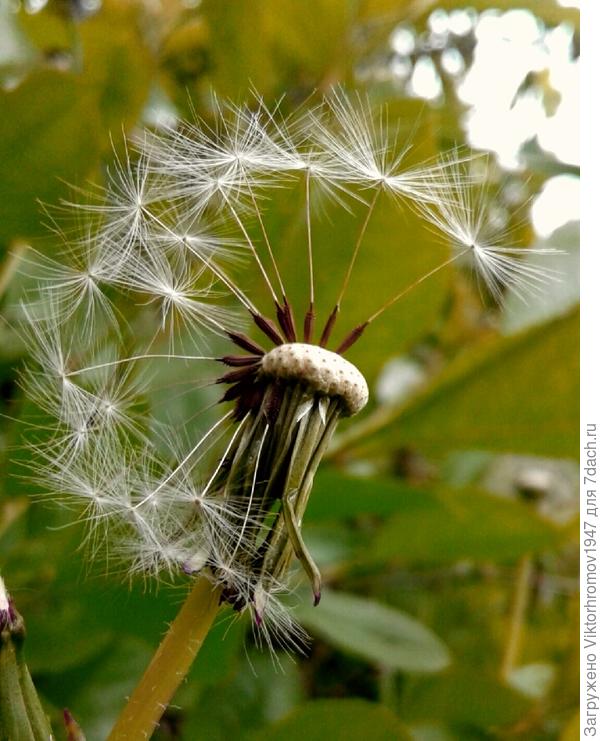 тоже любят ВЕНОЧКИ...