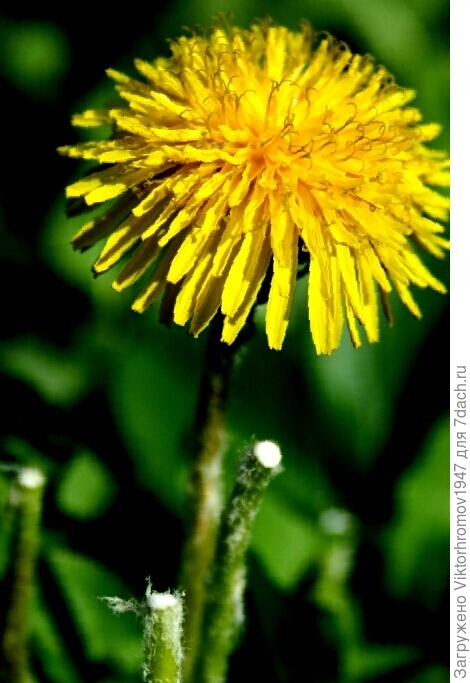 Белого лечебного молочка.