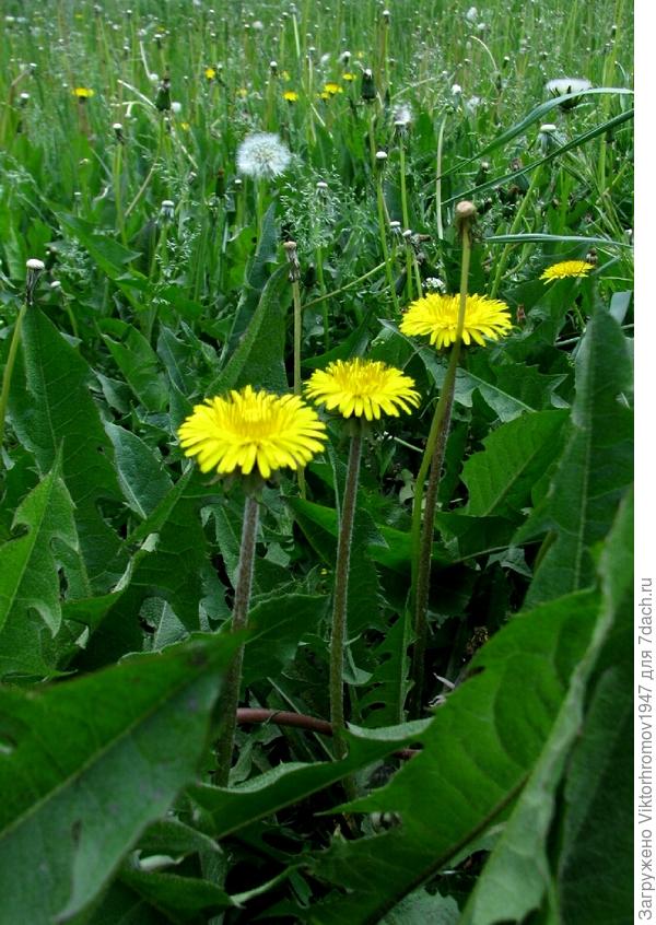 по просторам, по просторам...