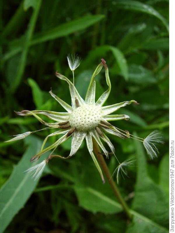 ПУСТЬ ДОМА ПЛОДЯТСЯ