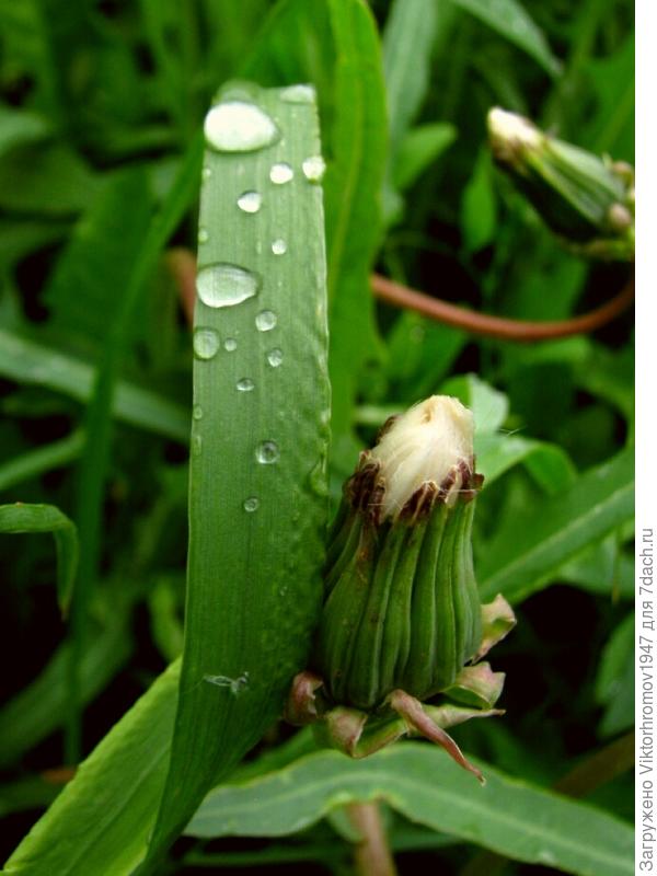 ЛЕТНИЙ  ДОЖДЬ.