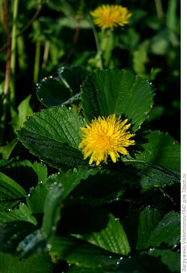 ПЕРВАЯ  ЛЕТНЯЯ  РОСА...