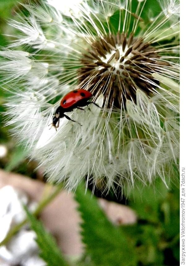 БОЖЬЯ  КОРОВКА