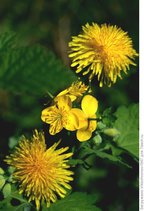 Пришла пора лечебные запасы делать...