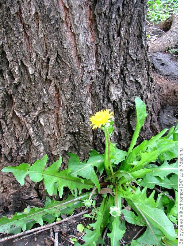 Тепло, светло и мухи не кусают.