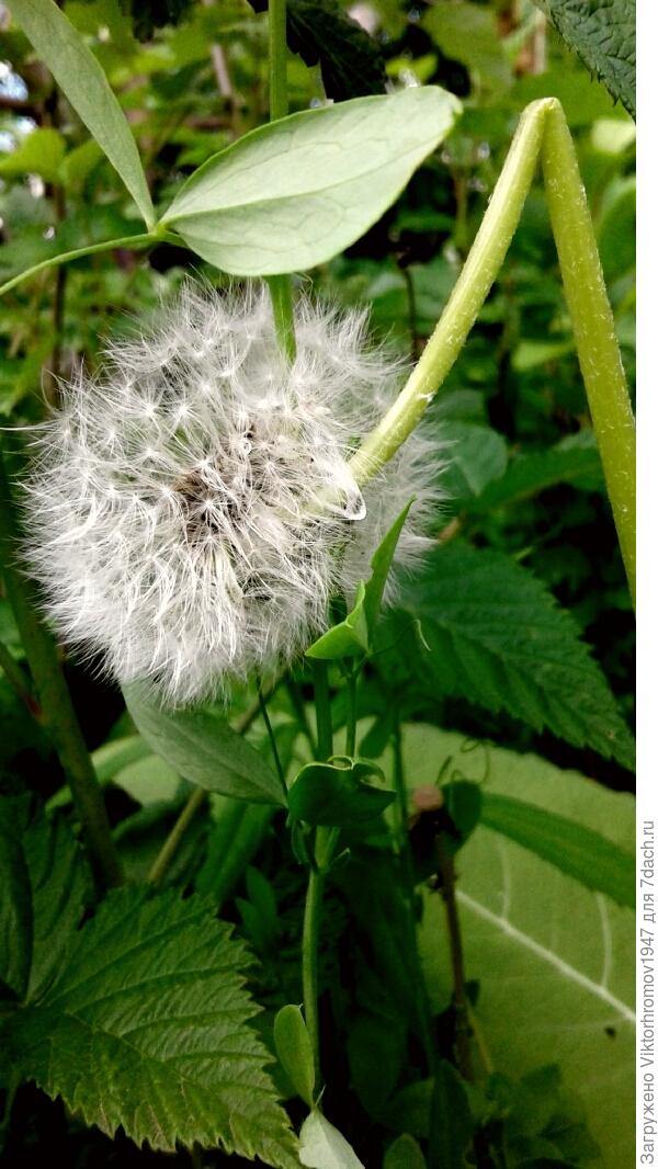С переломленным стебельком НЕ СДАЛСЯ!