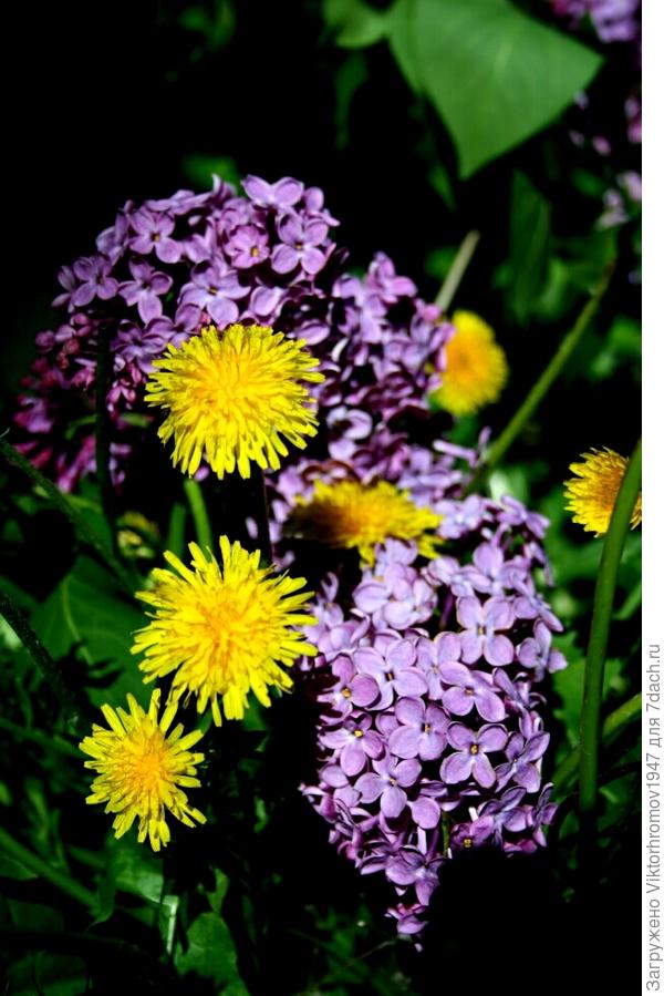 СИРЕНЬ  РАСЦВЕЛА