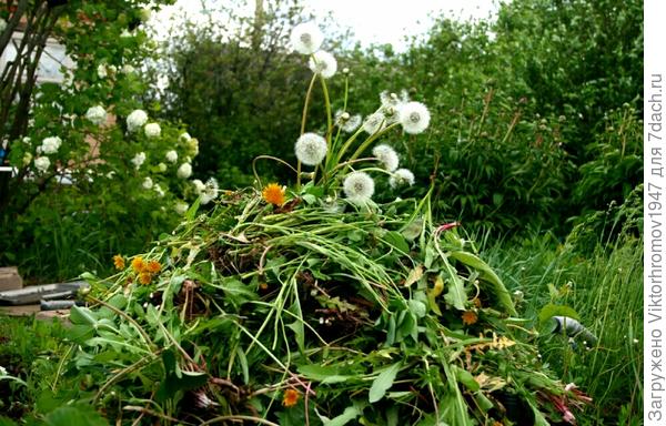 Теперь уже от &amp;quot;сорняков&amp;quot; пришлось избавляться.