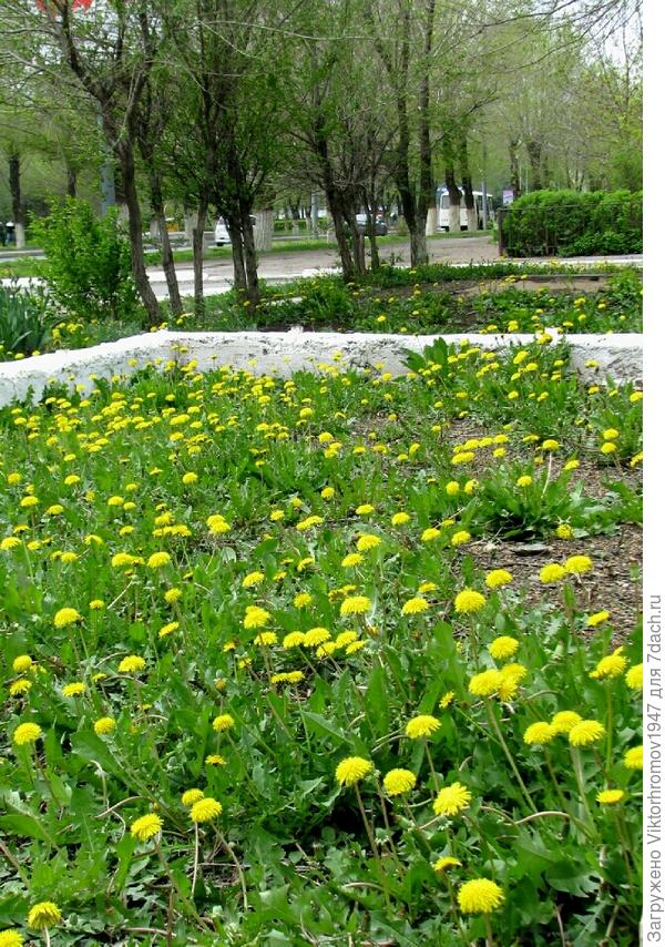 пока службы боятся высаживать цветы. Мороз.