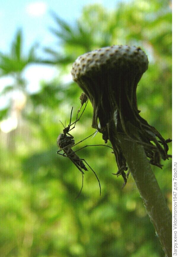 "Вегетарианец."