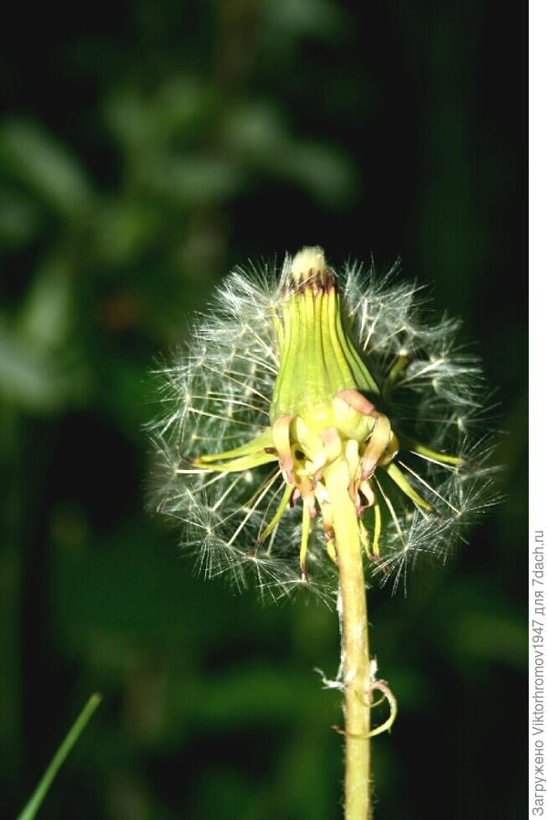 Они хотят завтра улетать.