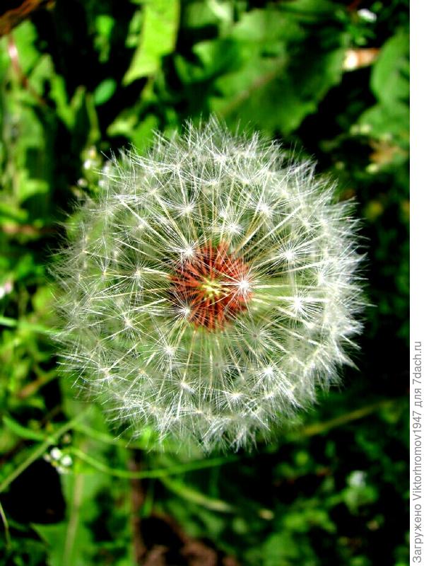 зарделся от похвалы.