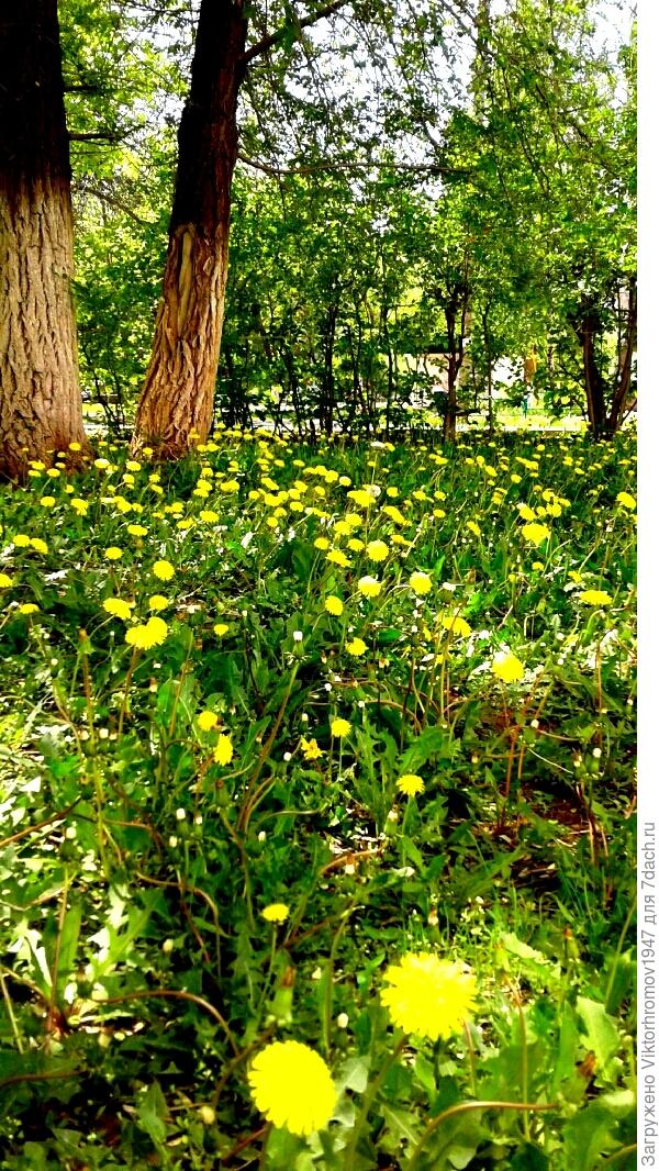 ОДУВАНЧИКИ