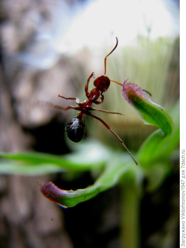 МЛЕЧНОГО СОКА на ОДУВАНЧИКЕ