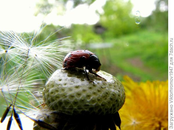 На этом ОДУВАНЧИКЕ я пил нежнейший нектар.